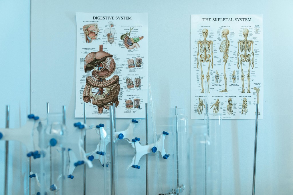 Anatomy and Physiology I
