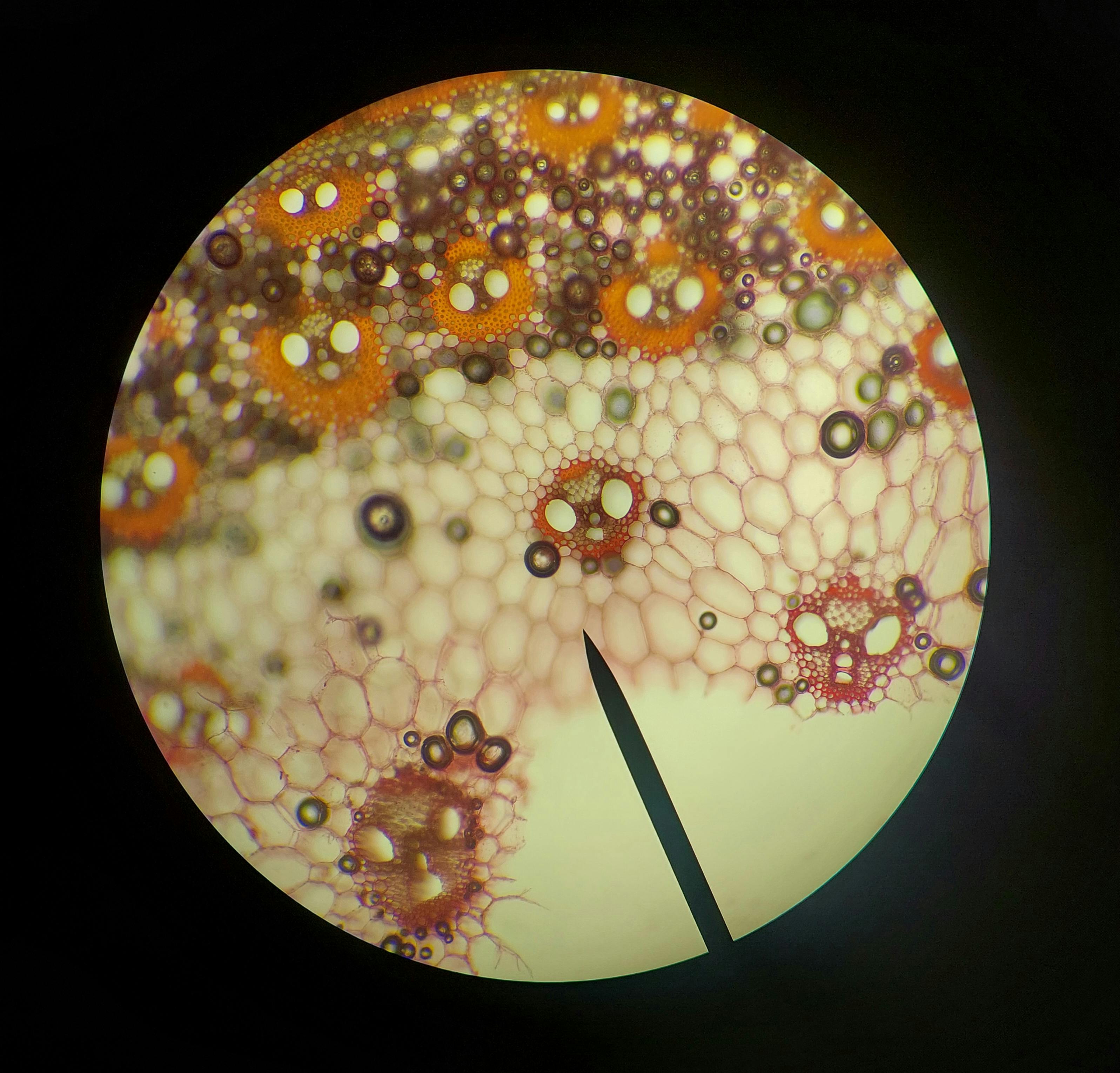 Biology 202L: Anatomy & Physiology II with Lab